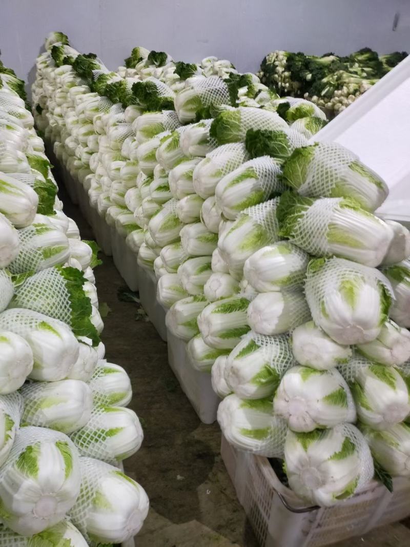 云南精品优质黄心大白菜冷库精包装，净菜走车