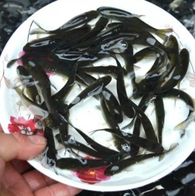 精品良种草鱼苗四大家鱼易养快大抗病强运输包活