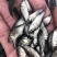 精品良种草鱼苗四大家鱼易养快大抗病强运输包活