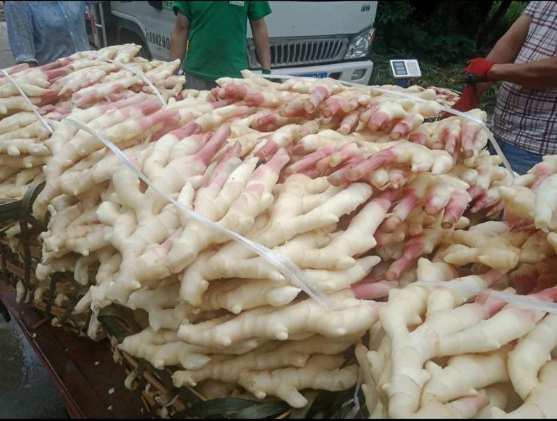 红芽子姜新姜大量上市现挖现发保证质量，尽快发货