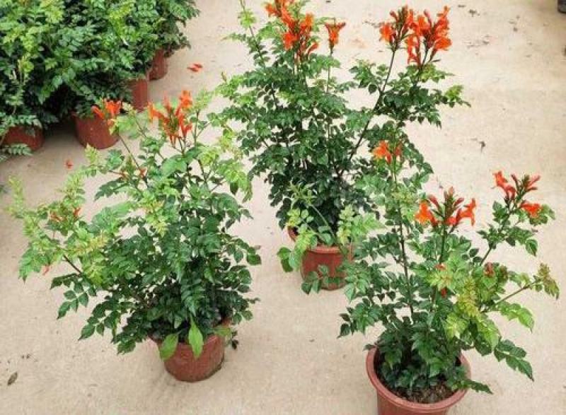 凌霄花苗盆栽爬藤植物攀爬树桩俄罗斯炮仗庭院阳台四季开花卉