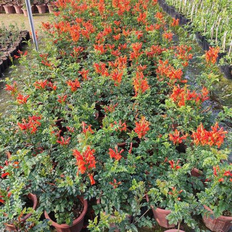 凌霄花苗盆栽爬藤植物攀爬树桩俄罗斯炮仗庭院阳台四季开花卉