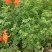 凌霄花苗盆栽爬藤植物攀爬树桩俄罗斯炮仗庭院阳台四季开花卉