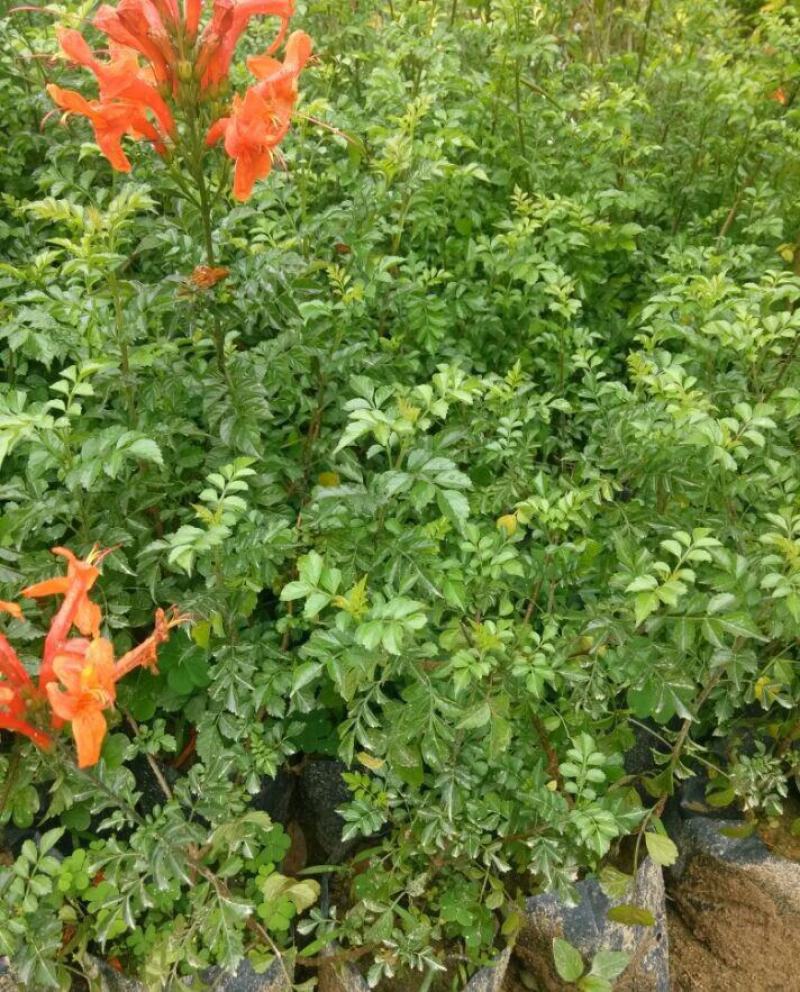 凌霄花苗盆栽爬藤植物攀爬树桩俄罗斯炮仗庭院阳台四季开花卉