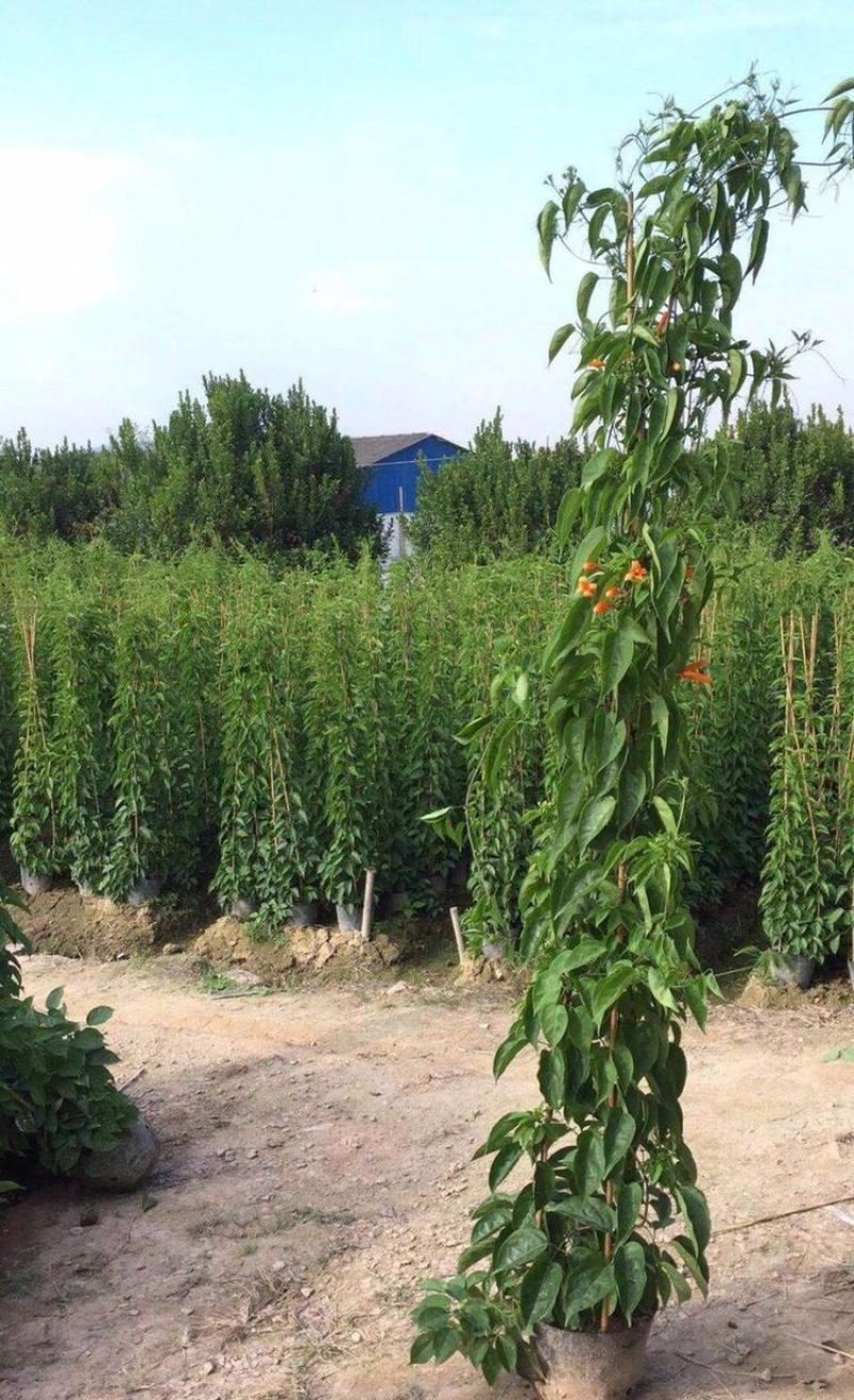 凌霄花苗盆栽爬藤植物攀爬树桩俄罗斯炮仗庭院阳台四季开花卉