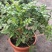凌霄花苗盆栽爬藤植物攀爬树桩俄罗斯炮仗庭院阳台四季开花卉