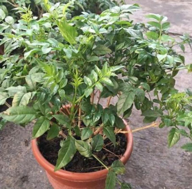凌霄花苗盆栽爬藤植物攀爬树桩俄罗斯炮仗庭院阳台四季开花卉