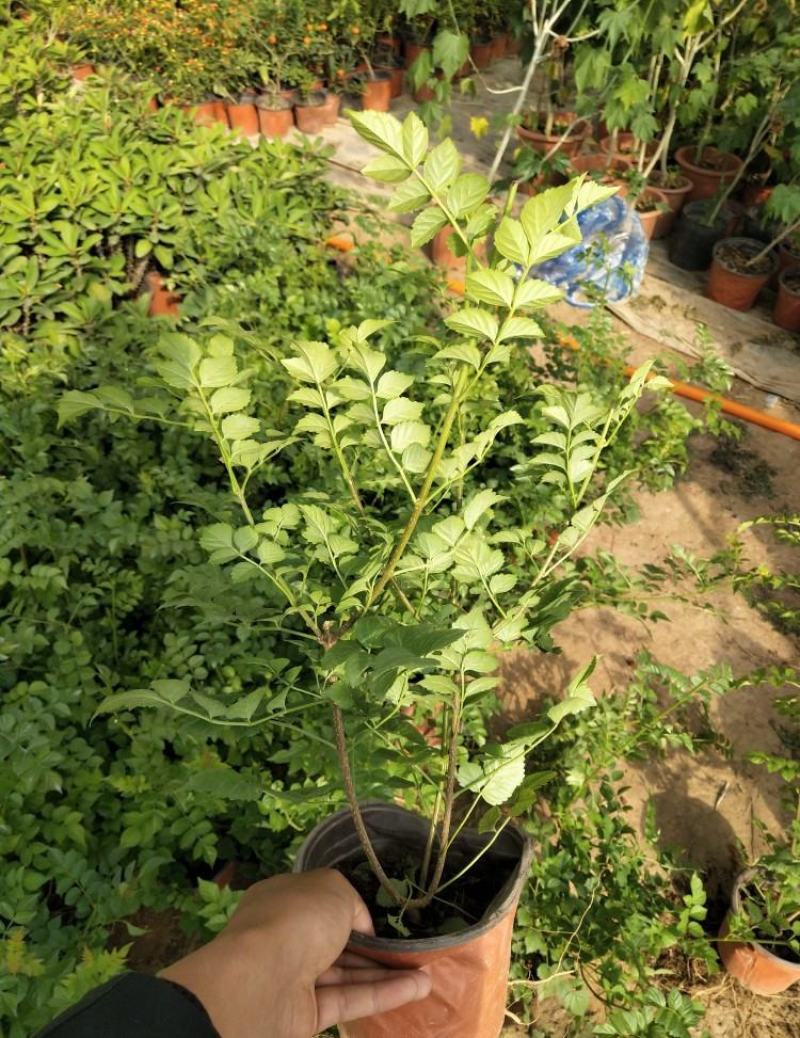 凌霄花苗盆栽爬藤植物攀爬树桩俄罗斯炮仗庭院阳台四季开花卉