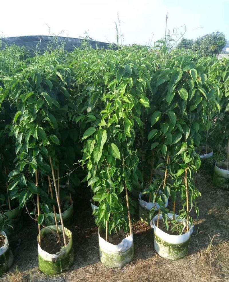 凌霄花苗盆栽爬藤植物攀爬树桩俄罗斯炮仗庭院阳台四季开花卉