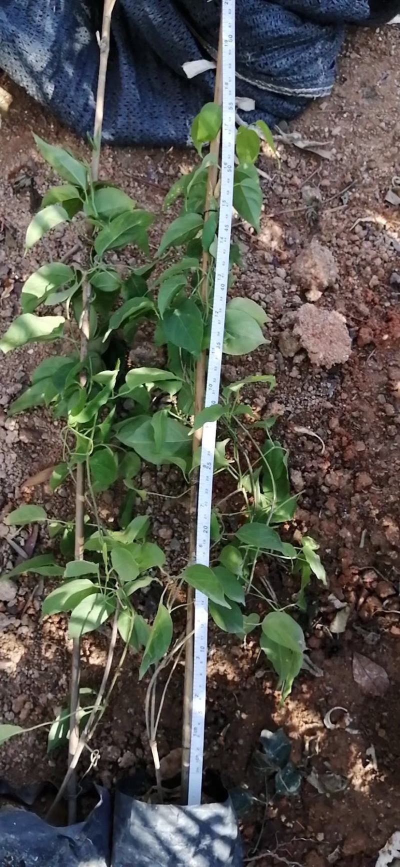 凌霄花苗盆栽爬藤植物攀爬树桩俄罗斯炮仗庭院阳台四季开花卉