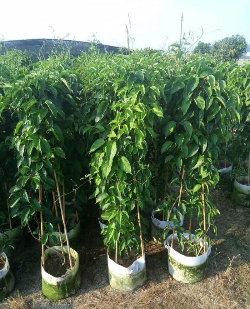 凌霄花苗盆栽爬藤植物攀爬树桩俄罗斯炮仗庭院阳台四季开花卉