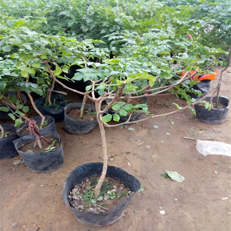 凌霄花苗盆栽爬藤植物攀爬树桩俄罗斯炮仗庭院阳台四季开花卉