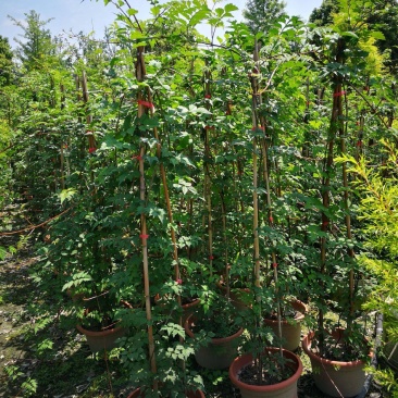 凌霄花苗盆栽爬藤植物攀爬树桩俄罗斯炮仗庭院阳台四季开花卉