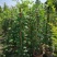 凌霄花苗盆栽爬藤植物攀爬树桩俄罗斯炮仗庭院阳台四季开花卉