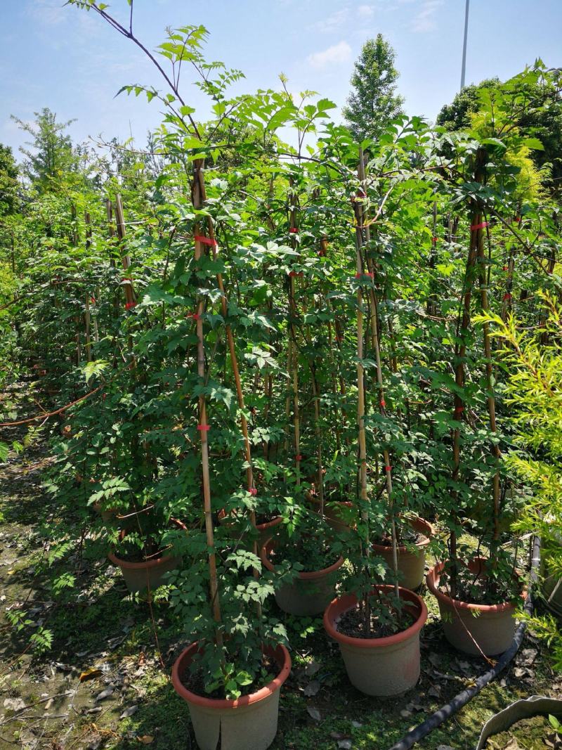 凌霄花苗盆栽爬藤植物攀爬树桩俄罗斯炮仗庭院阳台四季开花卉