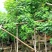 黄槐袋苗3-10公分移植苗