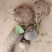 野生的