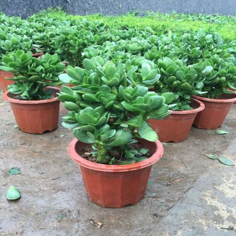 玉树盆栽绿植花卉四季玉树盆栽玻璃掌大多肉