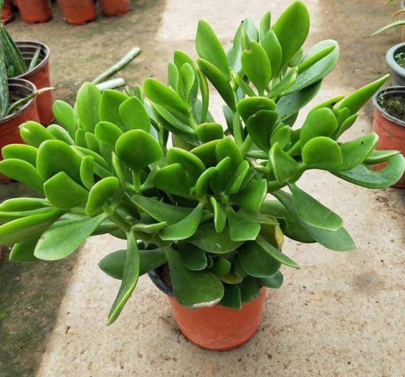 玉树盆栽绿植花卉四季玉树盆栽玻璃掌大多肉