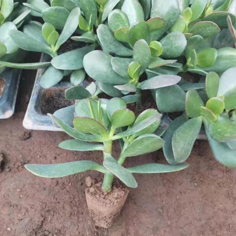 玉树盆栽绿植花卉四季玉树盆栽玻璃掌大多肉