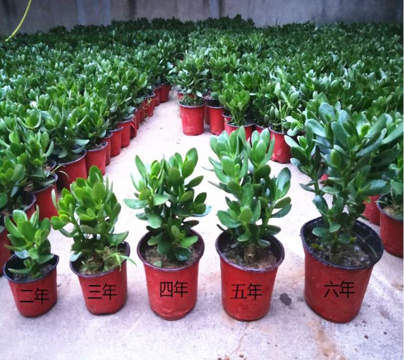 玉树盆栽绿植花卉四季玉树盆栽玻璃掌大多肉