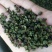 九叶青干花椒