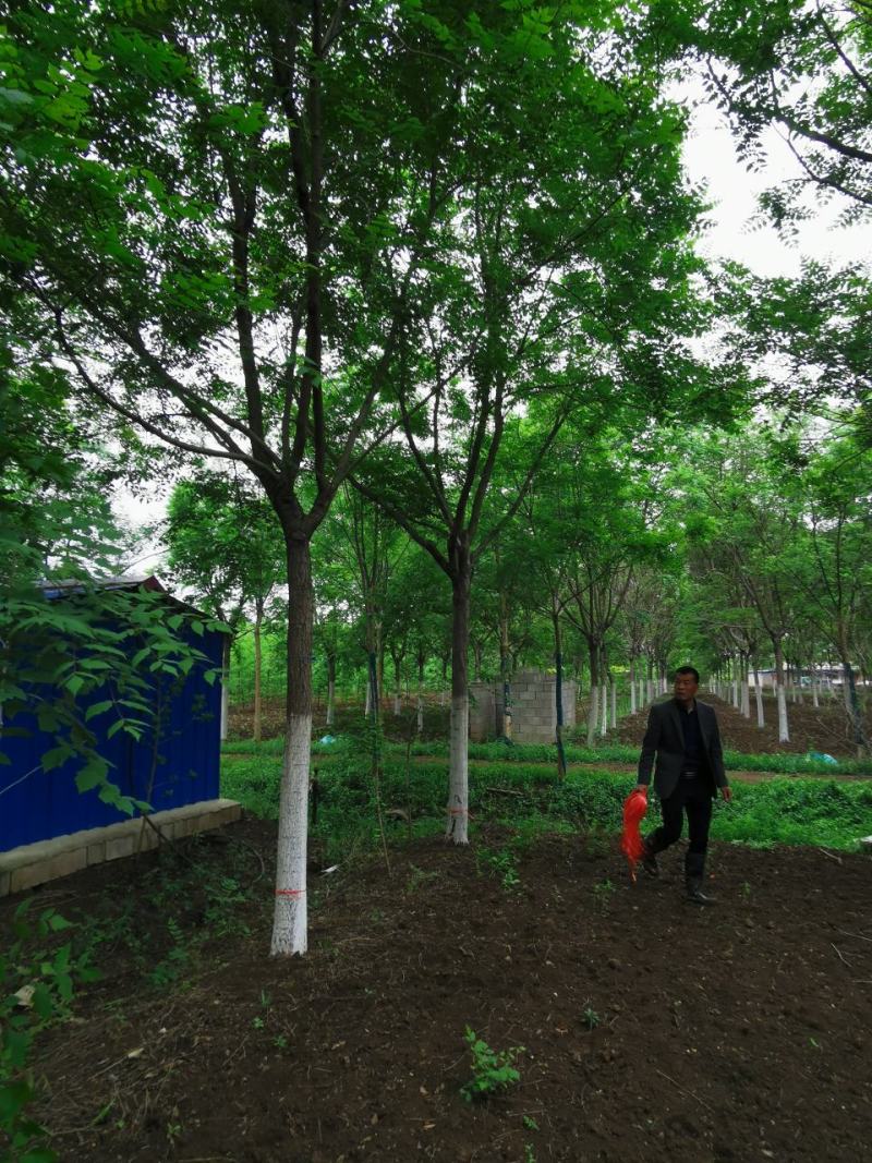 大量供应北京栾树5-20公分银杏红枫海棠等各种绿化树