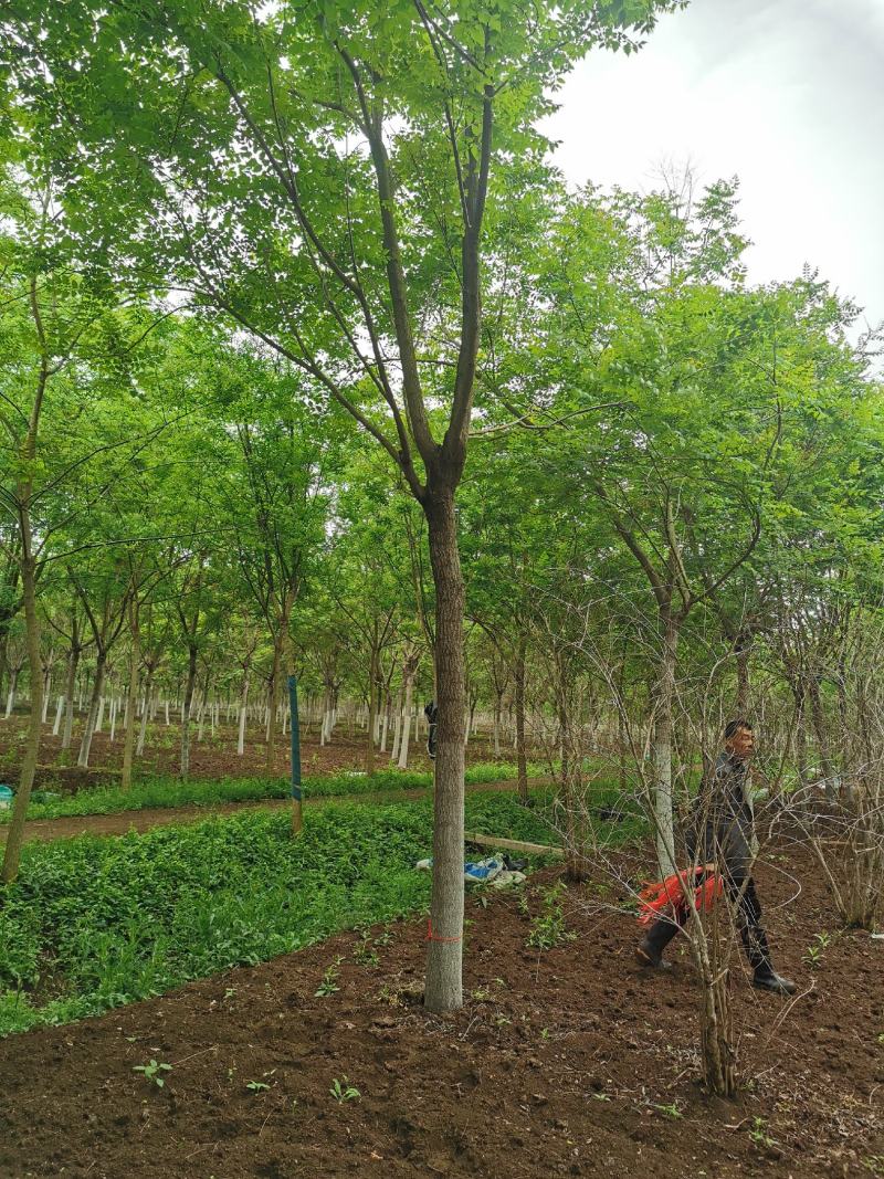 大量供应北京栾树5-20公分银杏红枫海棠等各种绿化树