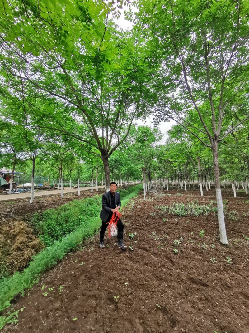 大量供应北京栾树5-20公分银杏红枫海棠等各种绿化树