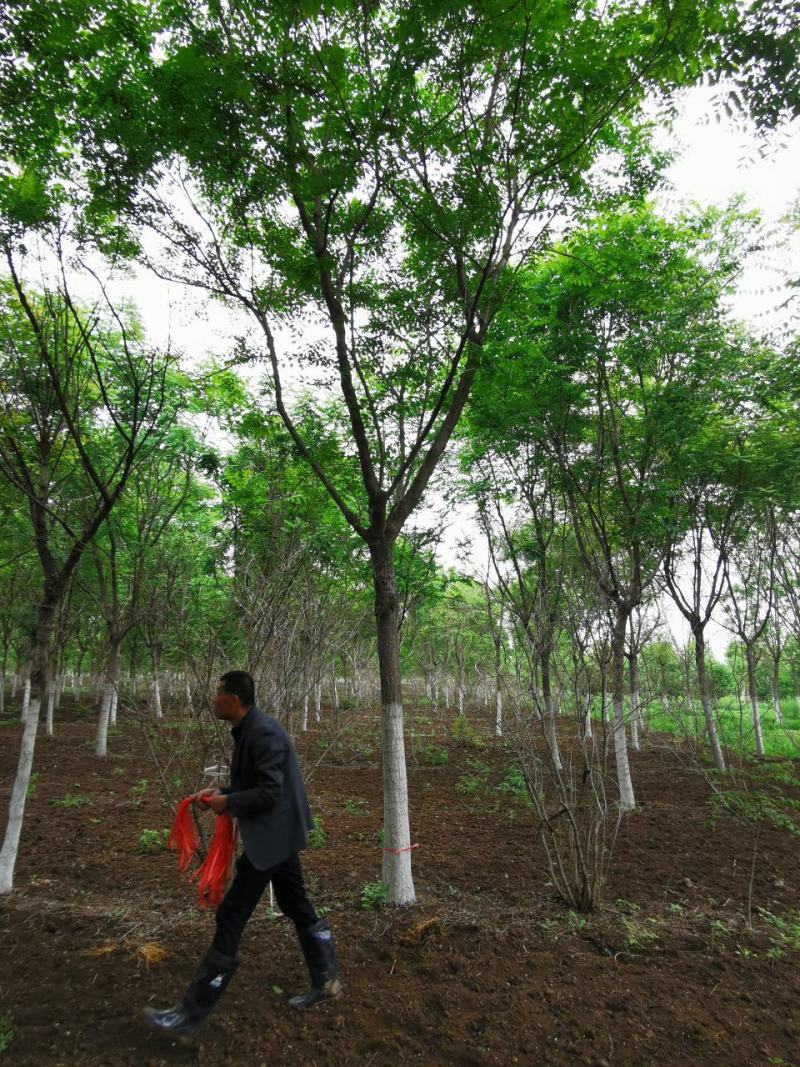 大量供应北京栾树5-20公分银杏红枫海棠等各种绿化树