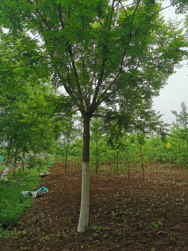 大量供应北京栾树5-20公分银杏红枫海棠等各种绿化树