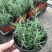 迷迭香盆栽绿植可食用香草植物驱蚊植物迷迭香花迷迭香草