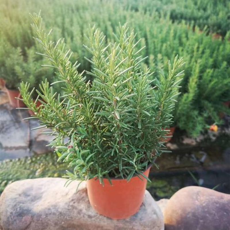 迷迭香盆栽绿植可食用香草植物驱蚊植物迷迭香花迷迭香草