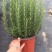 迷迭香盆栽绿植可食用香草植物驱蚊植物迷迭香花迷迭香草