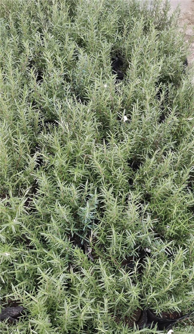 迷迭香盆栽绿植可食用香草植物驱蚊植物迷迭香花迷迭香草