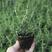 迷迭香盆栽绿植可食用香草植物驱蚊植物迷迭香花迷迭香草
