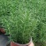迷迭香盆栽绿植可食用香草植物驱蚊植物迷迭香花迷迭香草