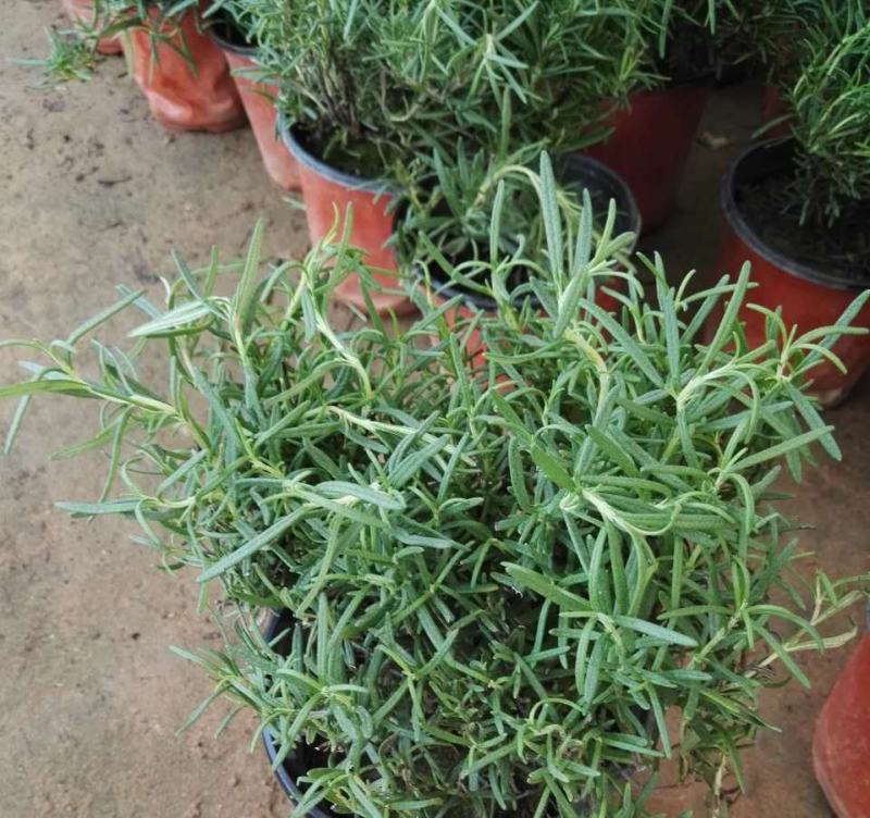 迷迭香盆栽绿植可食用香草植物驱蚊植物迷迭香花迷迭香草