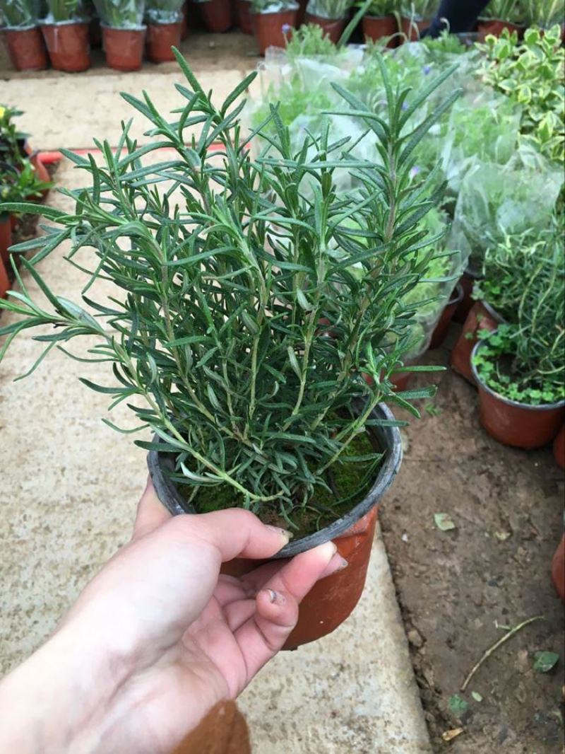 迷迭香盆栽绿植可食用香草植物驱蚊植物迷迭香花迷迭香草