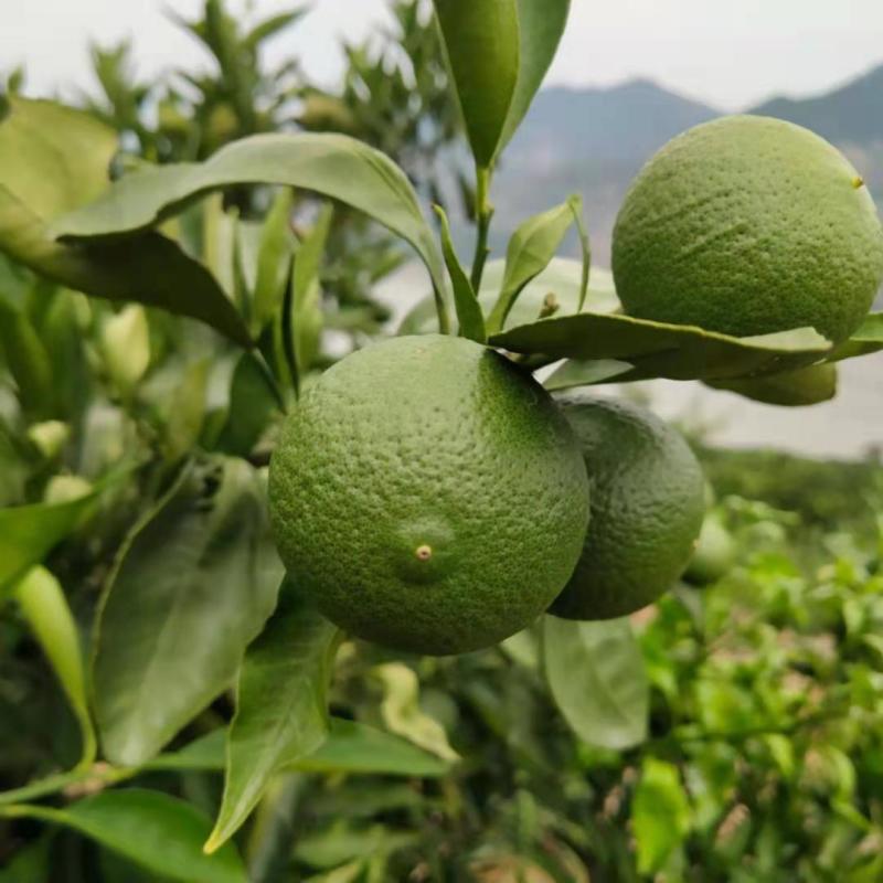 湖北特早蜜橘产地直销入口化渣果肉细腻，支持视频看货