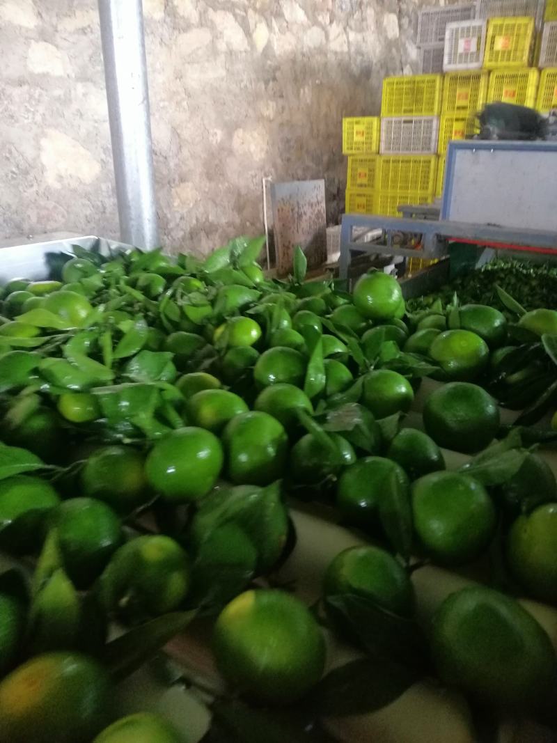 湖北特早蜜橘产地直销入口化渣果肉细腻，支持视频看货