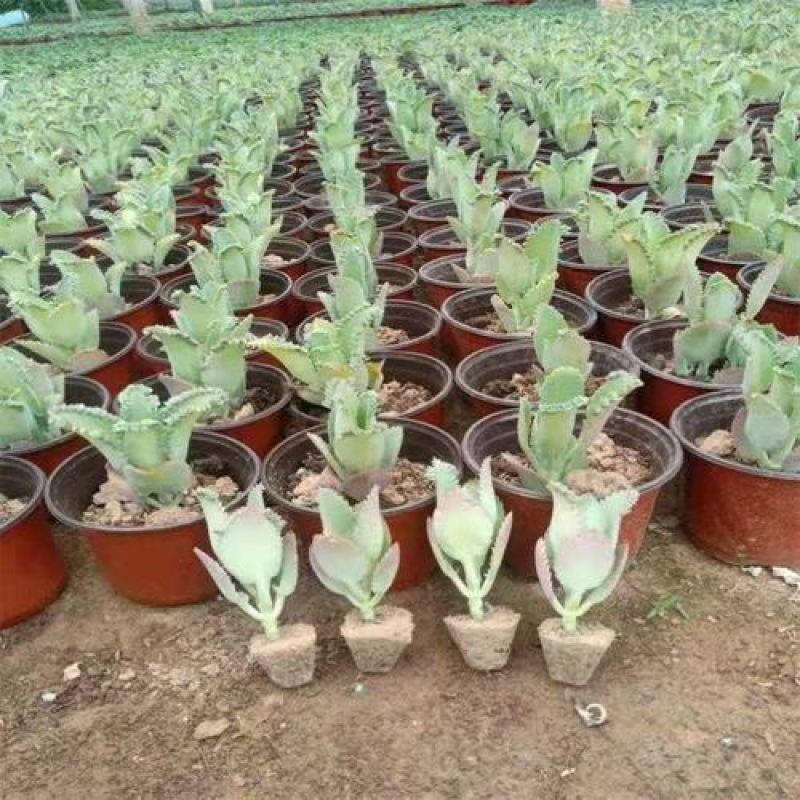 落地生根宽叶不死鸟多肉植物景天科办公室内外绿植