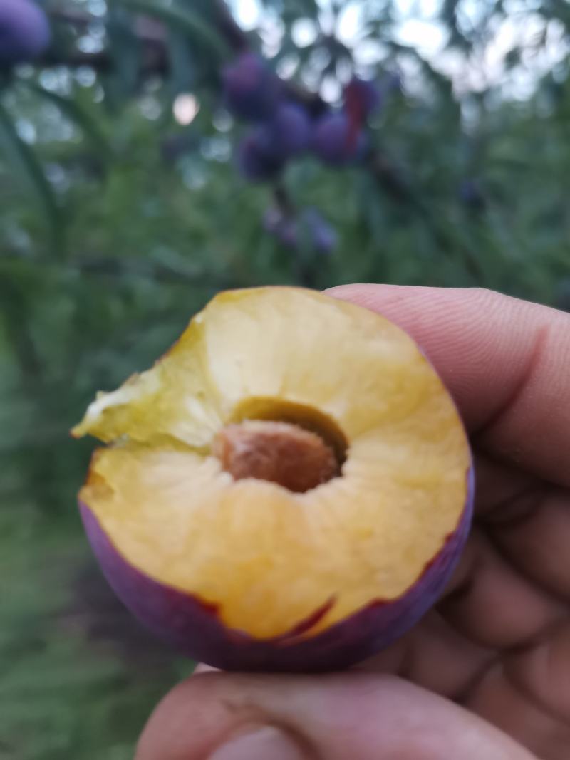 脆红李，脆甜多汁，口感好，开始上市了。