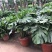 龟背竹室内绿植盆栽观叶植物水养花卉植物盆栽