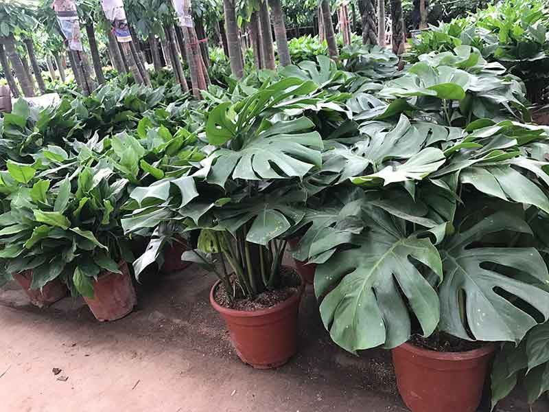 龟背竹室内绿植盆栽观叶植物水养花卉植物盆栽