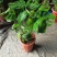 龟背竹室内绿植盆栽观叶植物水养花卉植物盆栽