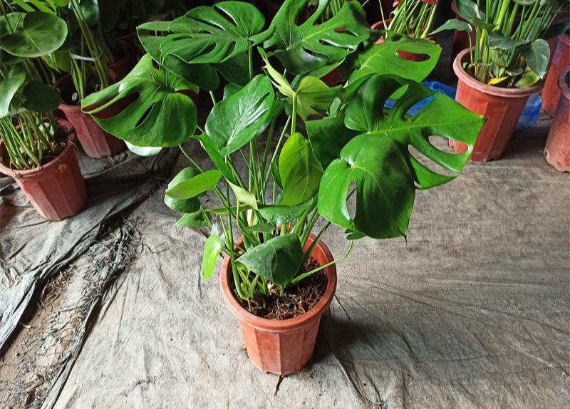 龟背竹室内绿植盆栽观叶植物水养花卉植物盆栽