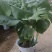 龟背竹室内绿植盆栽观叶植物水养花卉植物盆栽