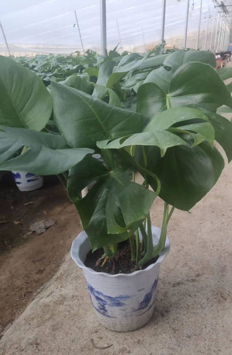 龟背竹室内绿植盆栽观叶植物水养花卉植物盆栽