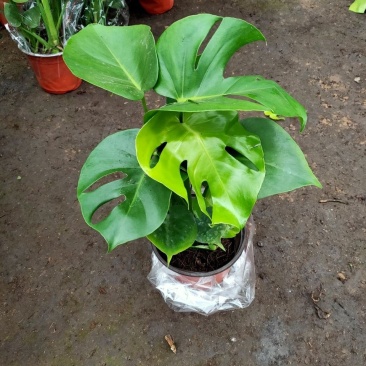 龟背竹室内绿植盆栽观叶植物水养花卉植物盆栽
